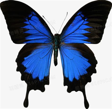 藍黑色蝴蝶
